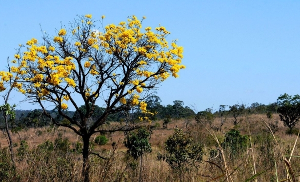 reas de biomas brasileiros caram 8,34% entre 2000 e 2018