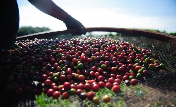 Quebra da safra e exportaes devem elevar o preo do caf