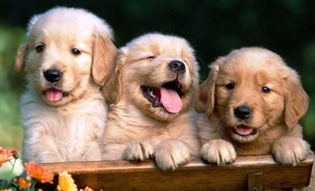 Canil Municipal organiza nova campanha para doação de animais