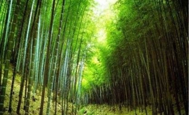 Mensagem do dia: As sete lições do bambu